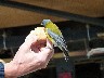 Grey hooded sierra finch eating a bun