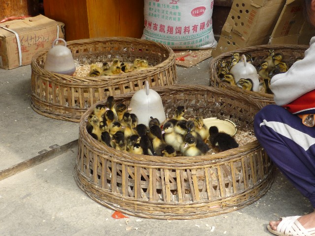 Ducklings for sale