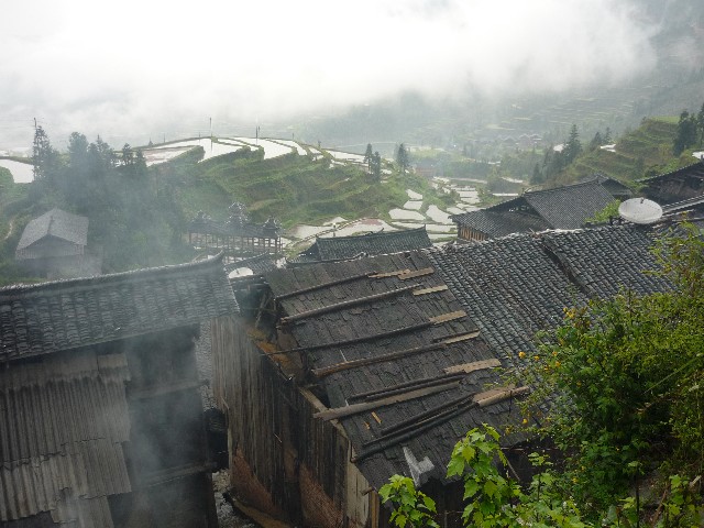 Paddy field views