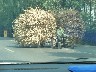 Maize stalks being taken home to dry