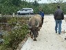 Bringing home the water buffalo