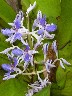 A blue and white orchid