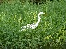 Great egret