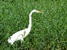 Great egret 1