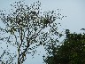 Howler monkeys 2