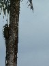 Iguana up a palm tree