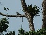 Iguana up a tree