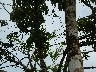 Kingbird with nesting material