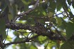 Brown woodpecker