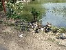 Ducks feeding