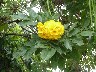 Lovely yellow flower