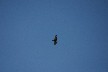 Turkey vulture