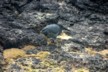 Galapagos night heron