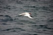 Tropic bird 2