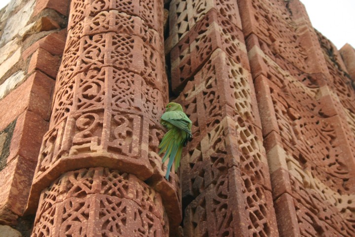 Qutab Minar - parakeet carving a wall