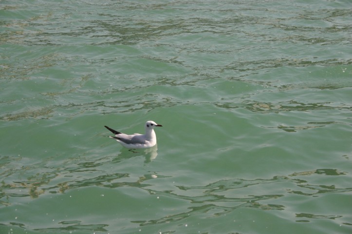 Black faced Tern