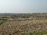 Rice paddies having been harvested