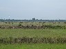 Cows in field