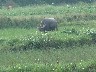 Hoi An buffalo in field opposite our bedroom window