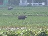 More buffalos in the paddy field opposite