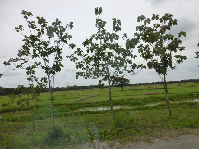 ../photos/burma/Bill/P1010971.jpg?t=1740328220