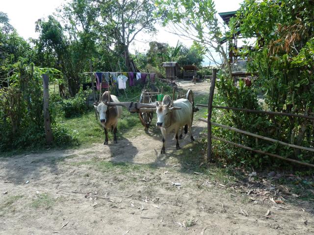 ../photos/burma/Jane/P1070472.jpg?t=1740329506