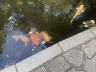 ../photos/japan/Graham/IMG_8266_1.jpg?t=1740330890