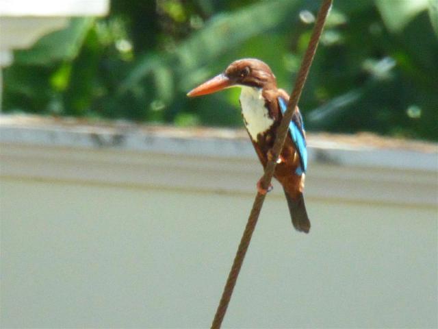 ../photos/malaysia/Bill/P1060183_Large_.jpg?t=1740329971