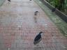 ../photos/malaysia/Jane/P1010821_1.jpg?t=1740330986