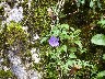 Campanula something