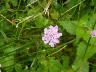 Scabious