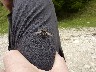 Strange wasp