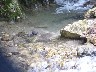 White fronted dipper